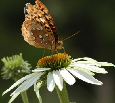 Fritillary 1s 600.jpg