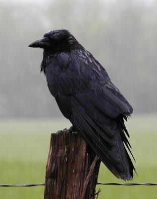 Crow-in-the-rain.jpg