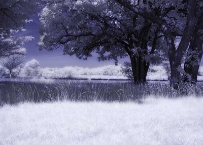 IR-Grove-b-6100063.jpg