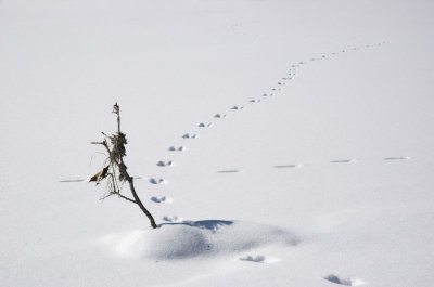 Paths-That-Cross-In-The-Nig.jpg