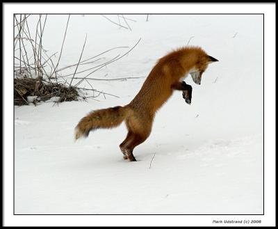 Minnesota Red Fox : An Afternoon Hunt
