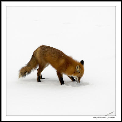 Minnesota Red Fox : An Afternoon Hunt