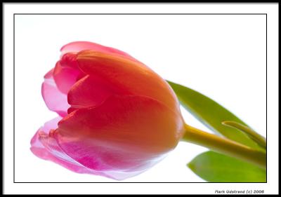 20D-8381-200439_rsp-01.jpg