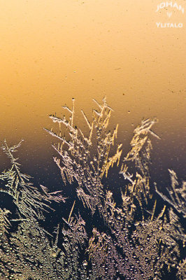frost3.jpg
