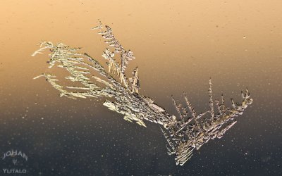 frost4.jpg