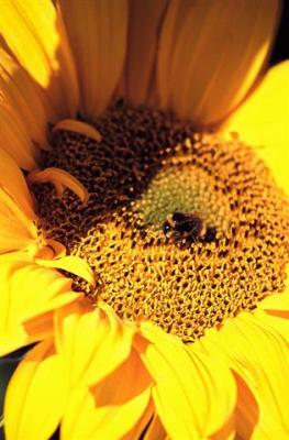 Macro 31.jpg