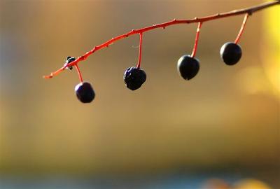 Macro 32.jpg