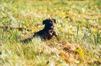 Borderterrier Ozzy.jpg