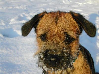 Borderterrier Ozzy 2.jpg