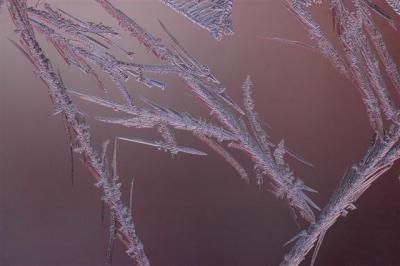 Macro 34.jpg
