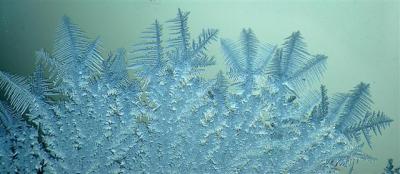 Macro 40.jpg