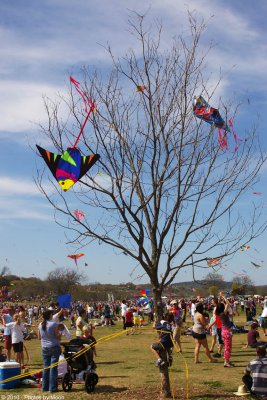 Kite Eating Tree - 5552.jpg
