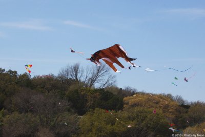 Austin Kite Fest - 5582.jpg
