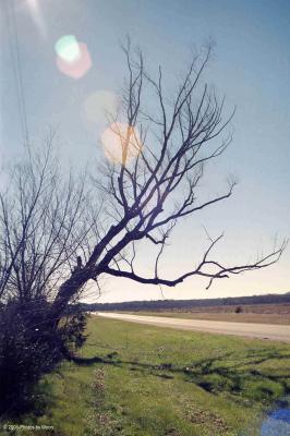 g1-Tree in Sun.jpg