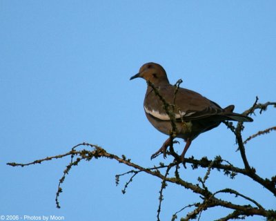 September 13th, 2006 - Bird in a Tree 2855