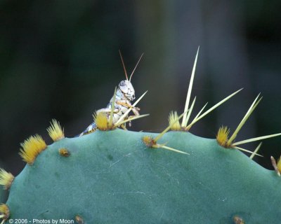 Grasshopper on prickily pear 3016.jpg