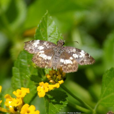 Butterfly 3306.jpg
