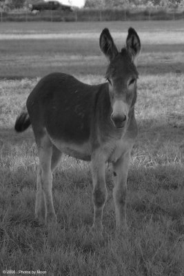 September 19th, 2006 - Donkey in BW 3364