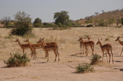 g3/06/600006/3/53864324.Tanzania157.jpg