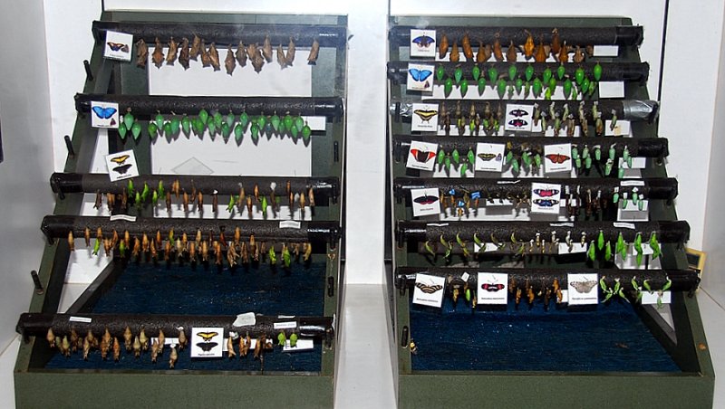 Chrysalises