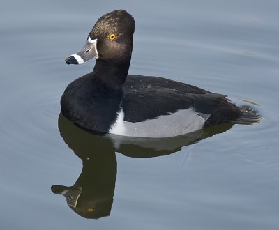 Ring-Necked Duck (Male)