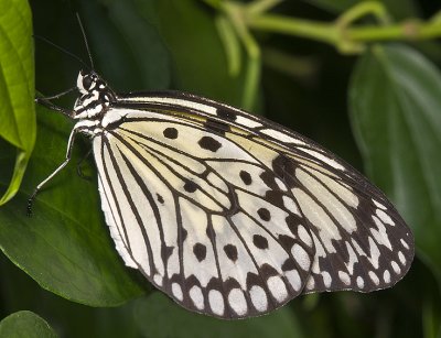 Paper Kite (Or Rice Paper Butterfly, Tree Nymph Butterfly, or Wood Nymph)