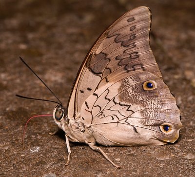  Shoemaker Butterfly (or Feathered Prepona)