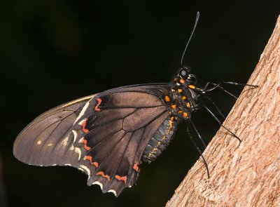 Polydamas Swallowtail (or Gold Rim or Tailless Swallowtail)