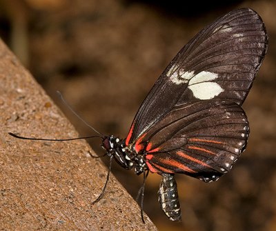 Doris Longwing (or Doris Butterfly or Rayed Longwing)
