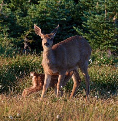 Black-tailed Doe And Fawn