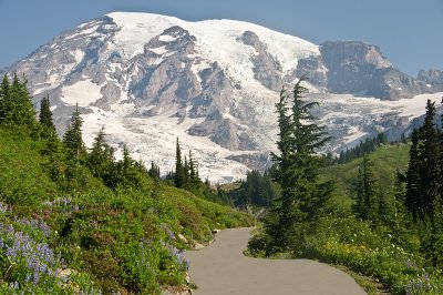Path To Mt. Rainier