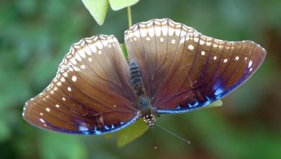 Some Residents of Butterfly World, Coconut Creek, Florida