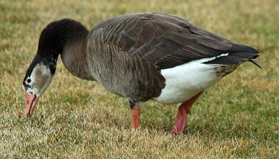 Hybrid Goose