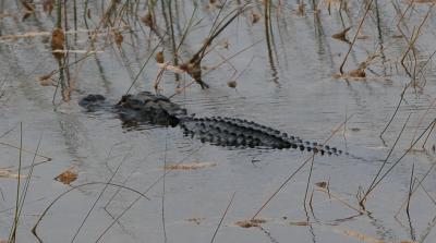 Alligator Going the Right Way