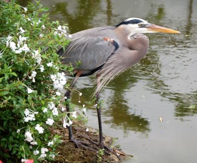 A Regular Visitor---A Great Blue Heron