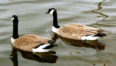 Two Canadian Geese Out for a Swim