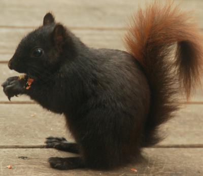 Black Squirrel