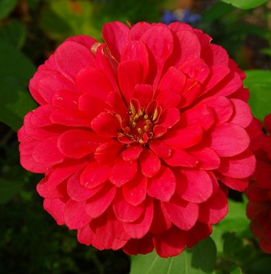 Zinnia