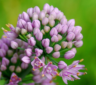 Allium Genus