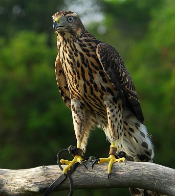 Northern Goshawk