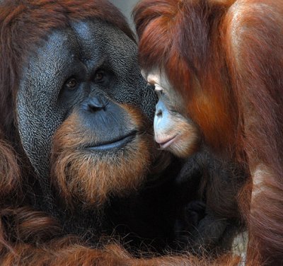 Orangutan Family--Two Images