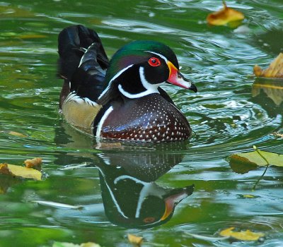 Male and Female Wood Ducks -- Two Images