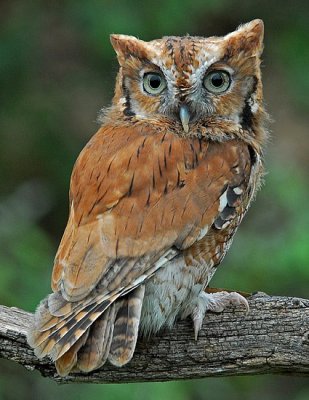 Eastern Screech Owl 1