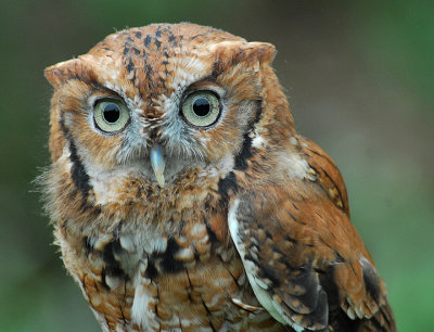 Eastern Screech Owl 3