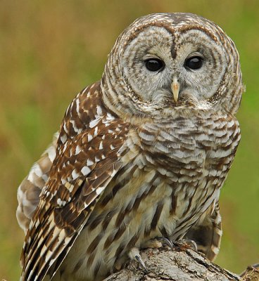 Barred or Hoot Owl 1