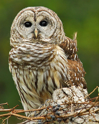 Barred or Hoot Owl 2