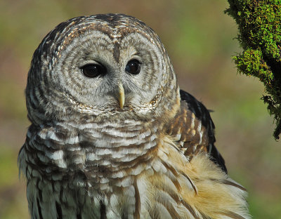 Barred or Hoot Owl 3