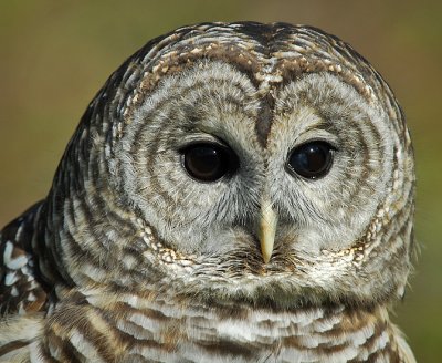 Barred or Hoot Owl 5