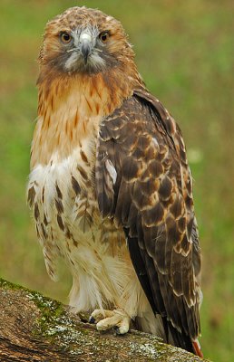 Red-Tailed Hawk 1 (Molting)
