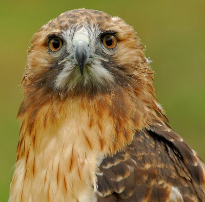 Red-Tailed Hawk 2 (Molting)